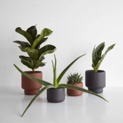 Botany Terracotta Medium Planter -Furniture Store botanyplanters summer2022 gallery1 2