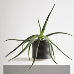 Oblique Black Planter -Furniture Store social oblique black planter